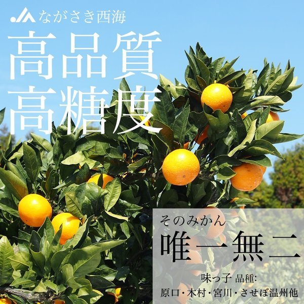 Japanese Saikai Ajikko Mikan (Mandarin Orange) Gift Box (1.2kg) - Image 4