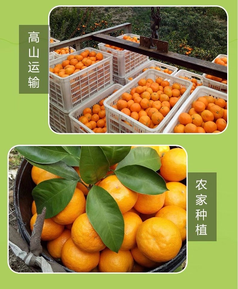 Premium Yongquan Mandarin Orange Gift Box - Image 6