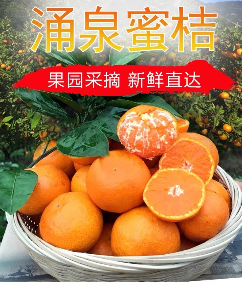 Premium Yongquan Mandarin Orange Gift Box - Image 5