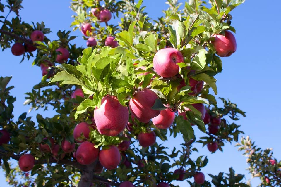 Pacific Rose Apple - Image 4
