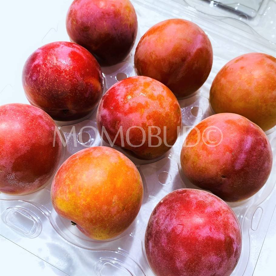 Ruby Velvet Apricot (454g punnet) - Image 2