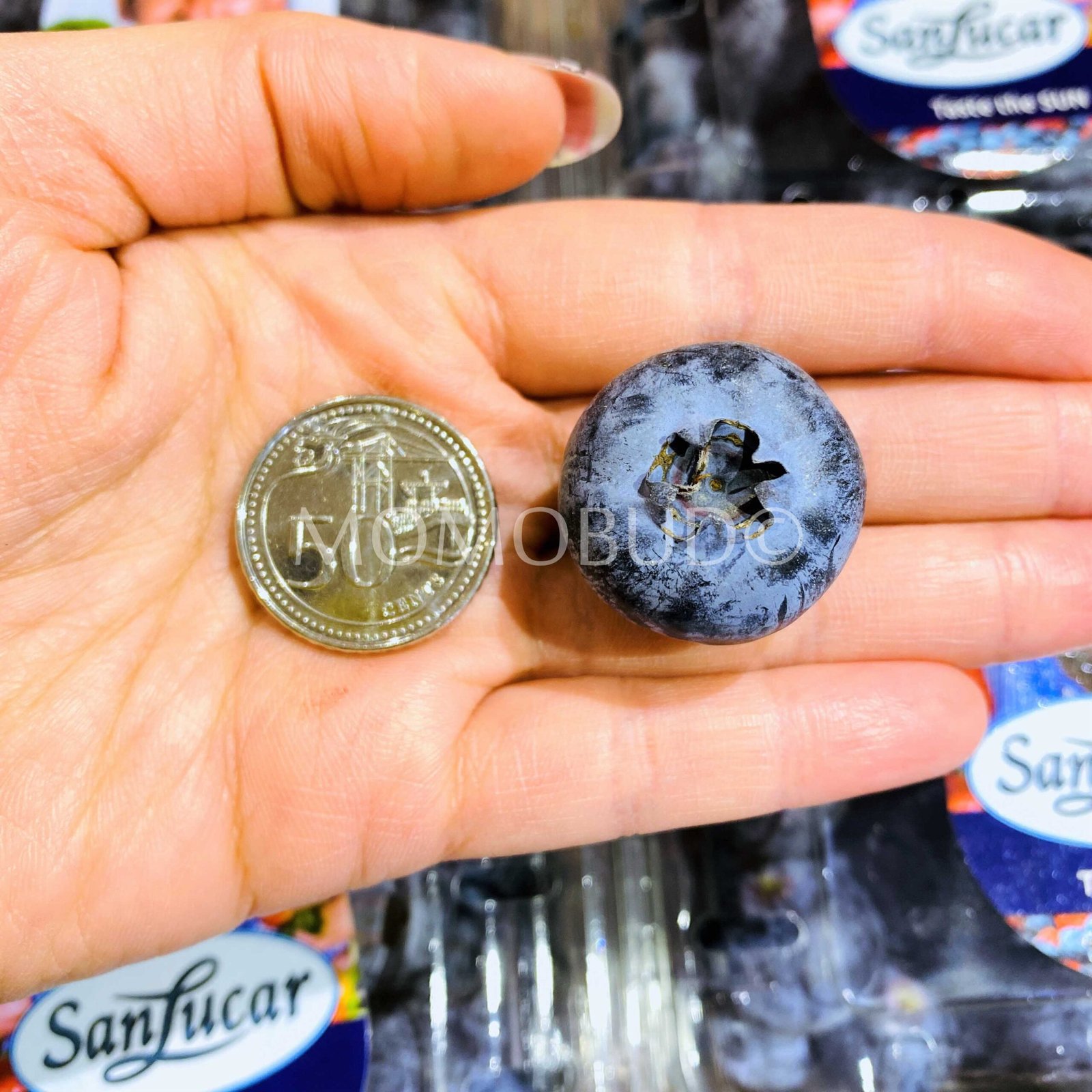 Jumbo Sanlucar Blueberry - Image 3