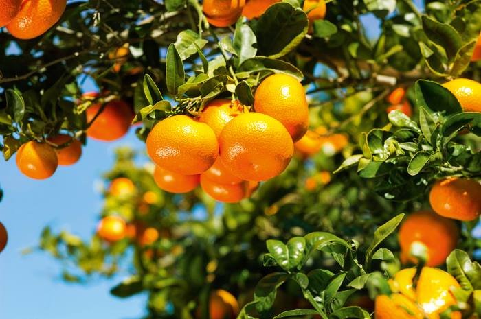 PureSpect Navel Orange (Medium-Plus, 5pcs) - Image 3