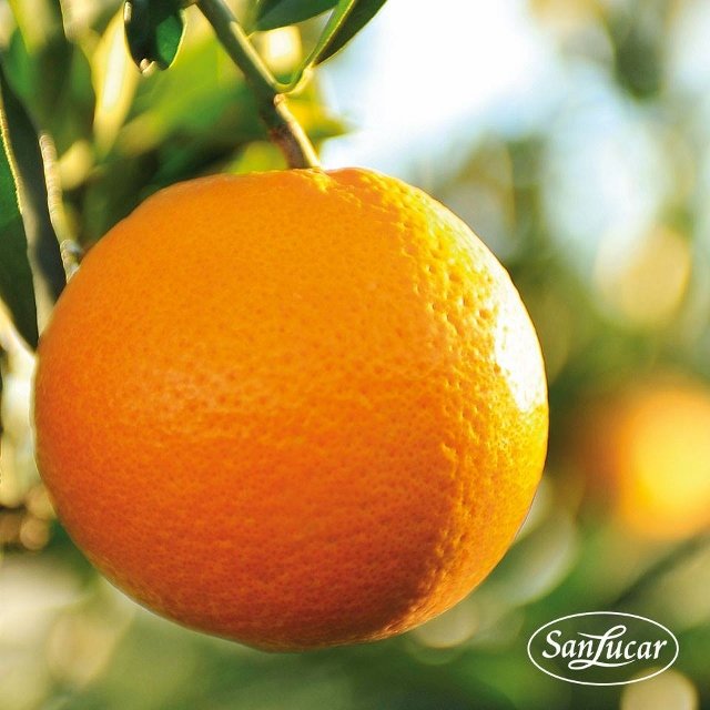 PureSpect Navel Orange (Medium-Plus, 5pcs) - Image 4