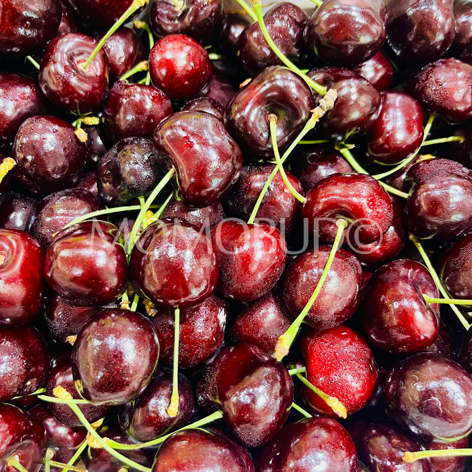 Seahawk Coral Champagne Red Cherry Gift Box (2.5kg) - Image 3
