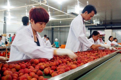 Premium Seedless Lychee - Image 5