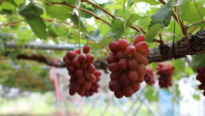 Japanese Shinku Red Shine Muscat Grapes (600-700g approx) - Image 4