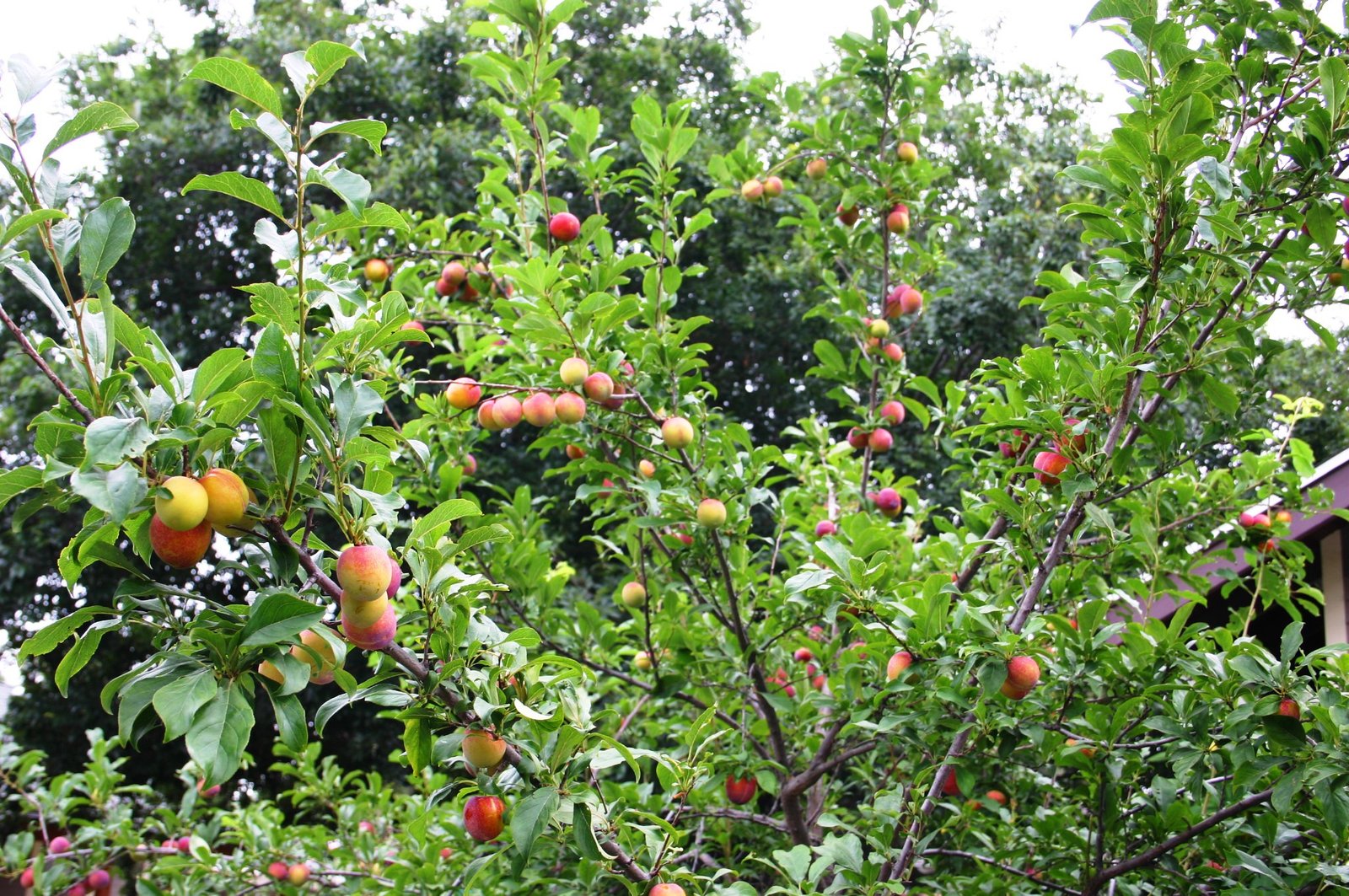 Sierra Sweet Plum - Image 2