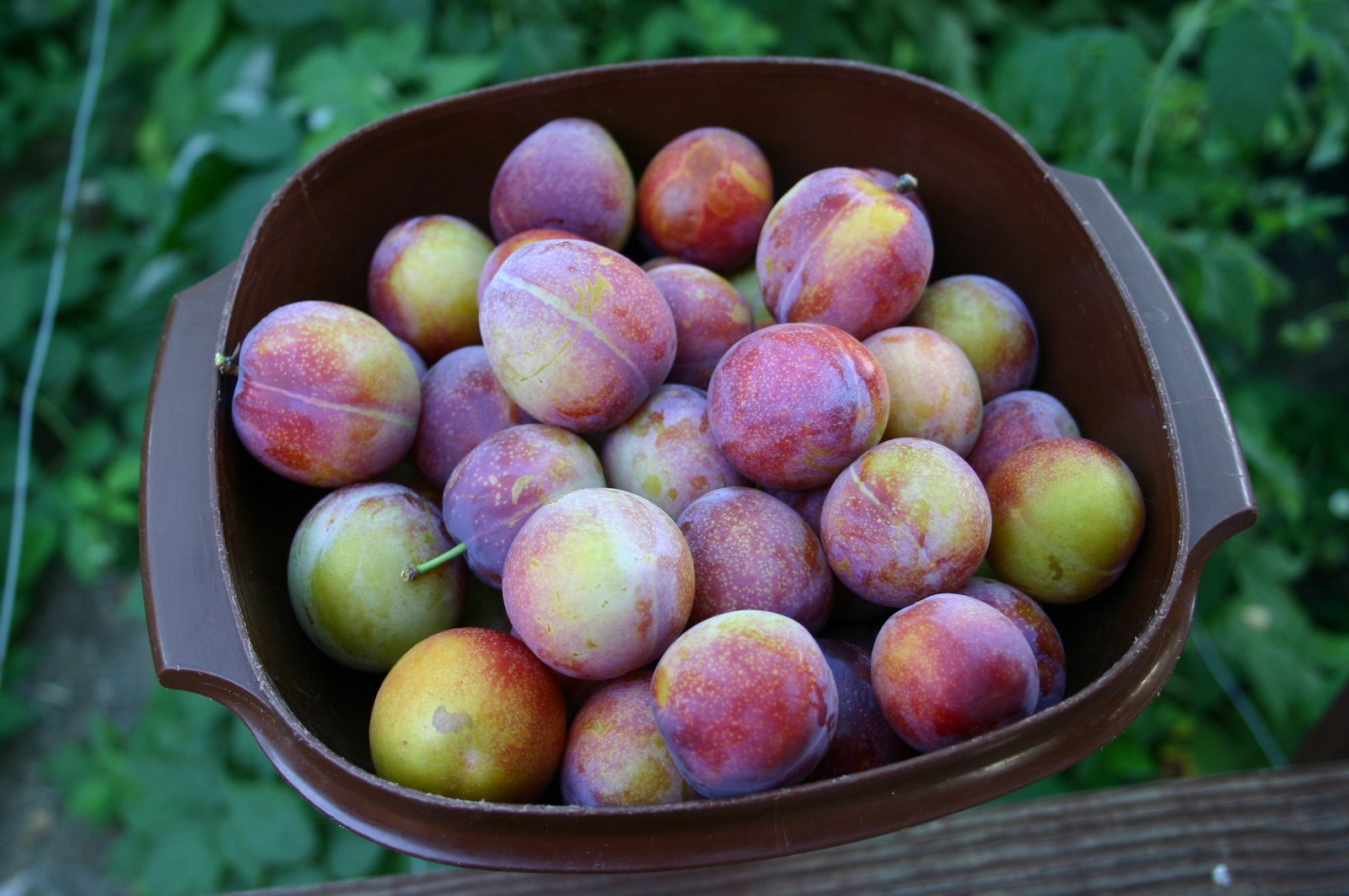 Sierra Sweet Plum - Image 3