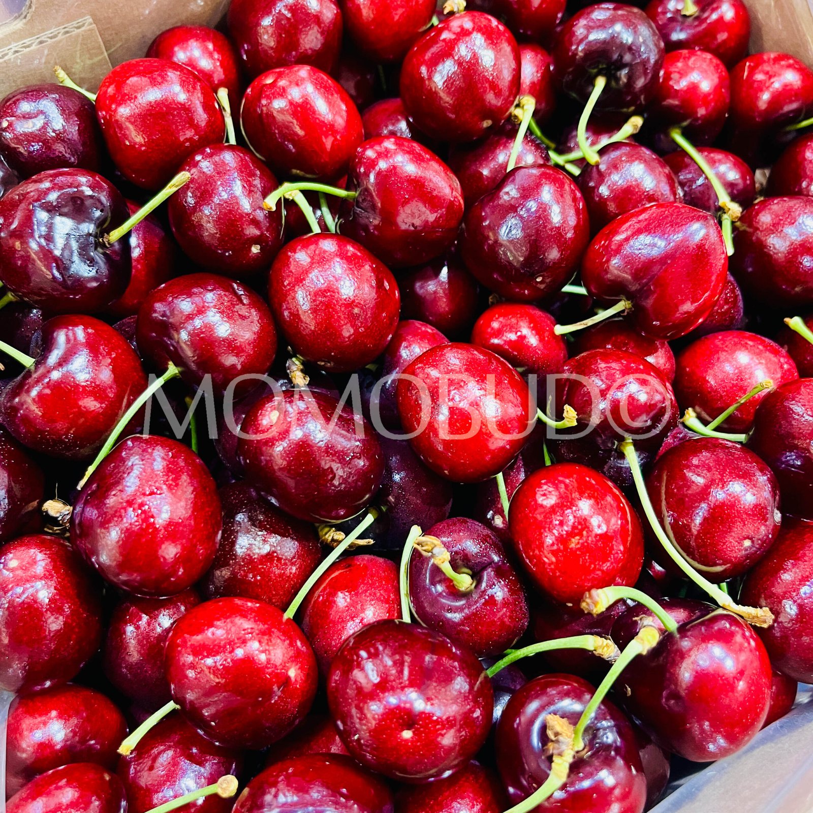 South African Lapin Red Cherry - Image 3
