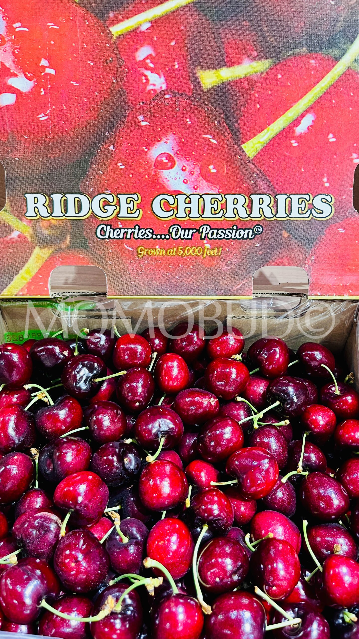 South African Lapin Red Cherry - Image 2