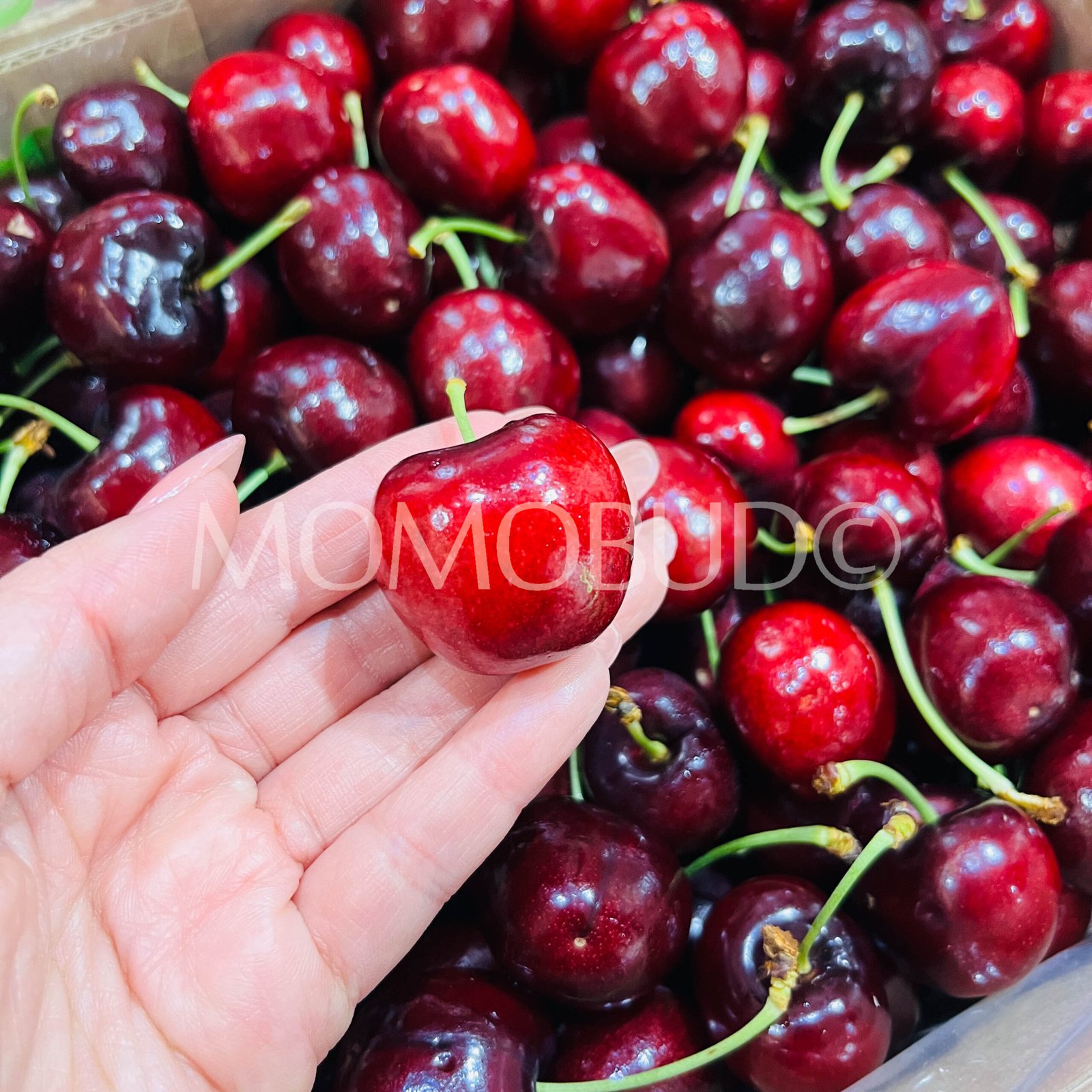 South African Lapin Red Cherry - Image 4