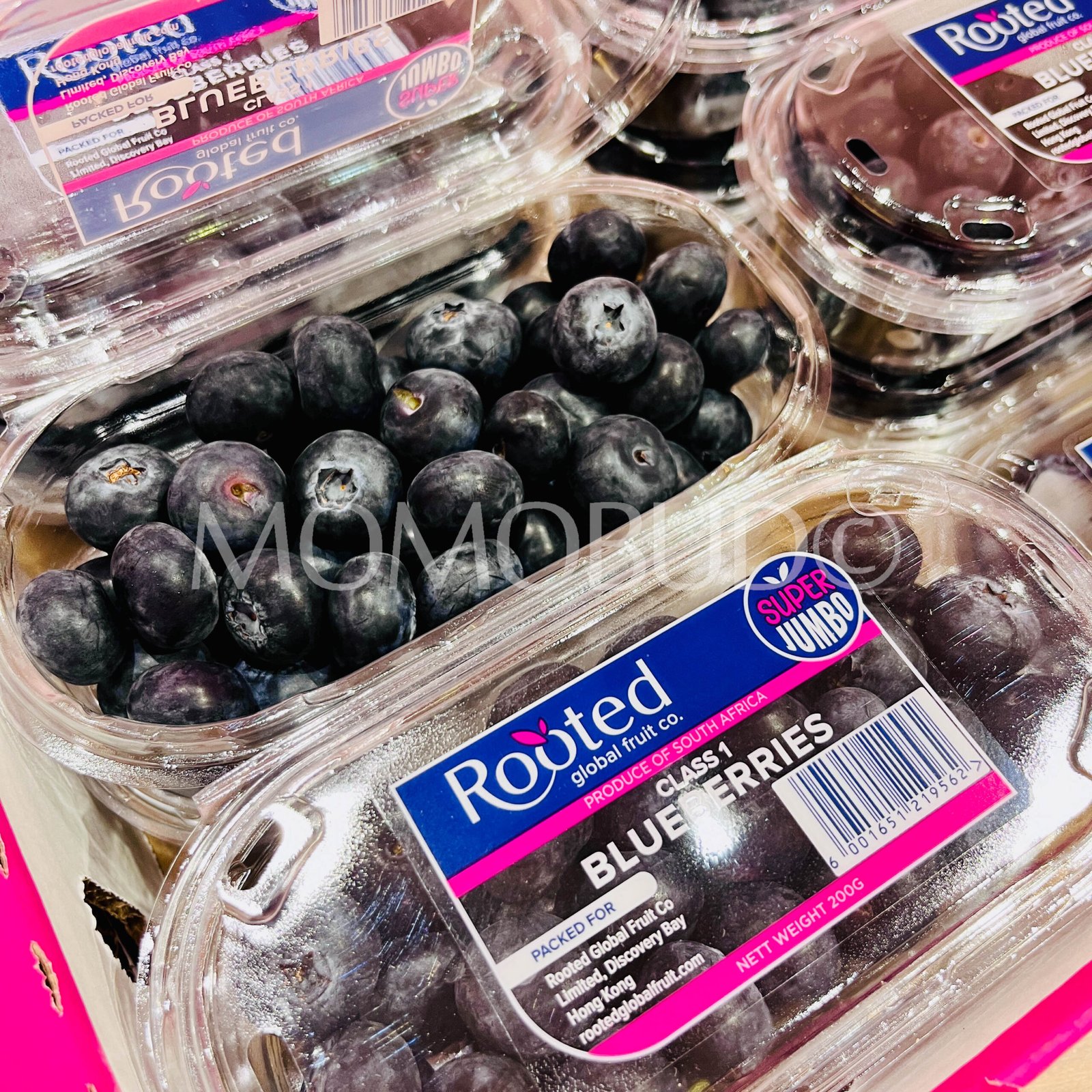 Rooted Super Jumbo Blueberry (200g punnet) - Image 2