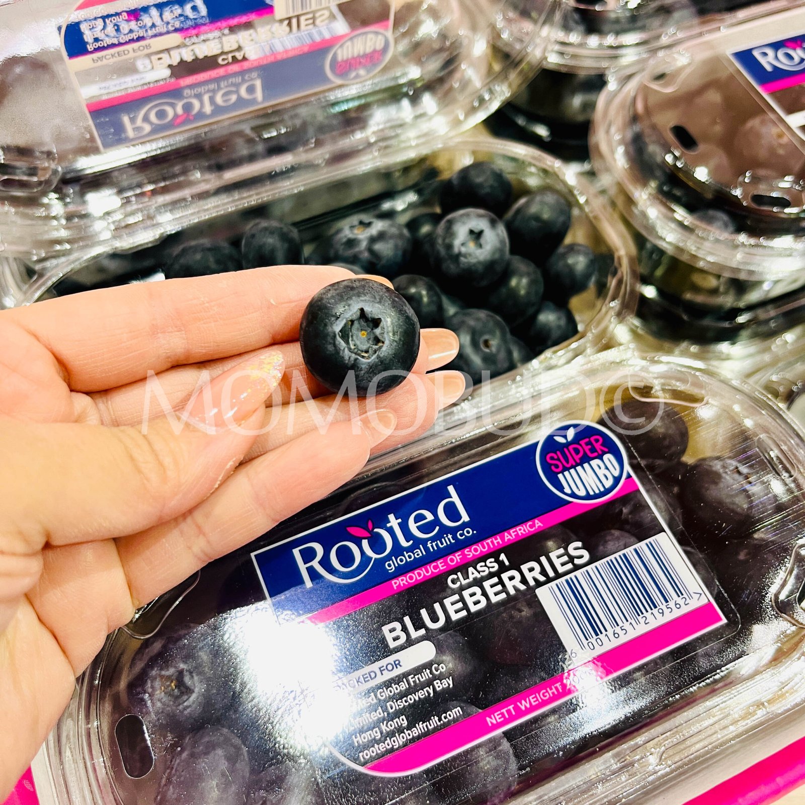 Rooted Super Jumbo Blueberry (200g punnet) - Image 3