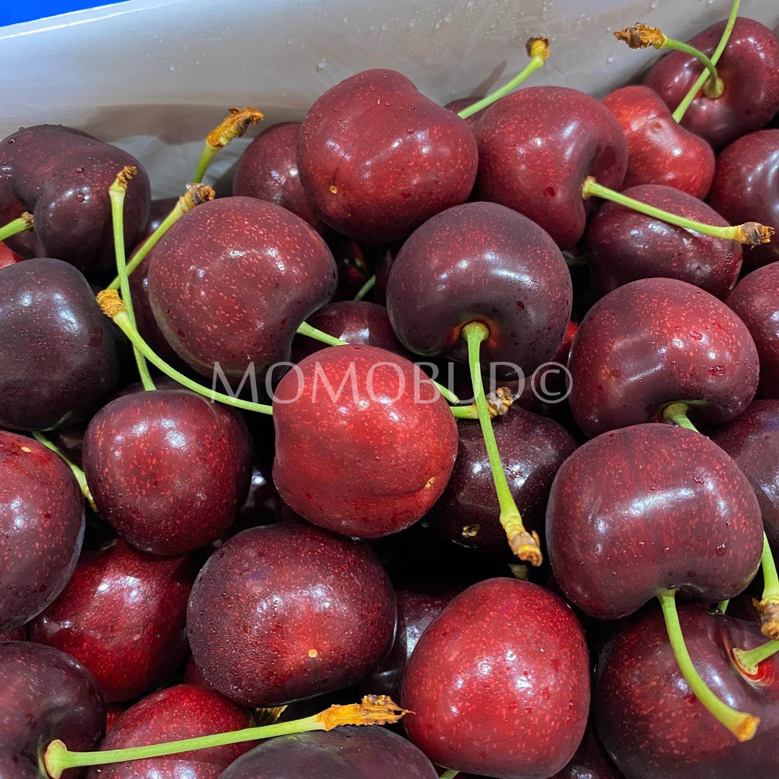 Dunstan Hills Lapin Red Cherry (2kg Premium Box) - Image 2