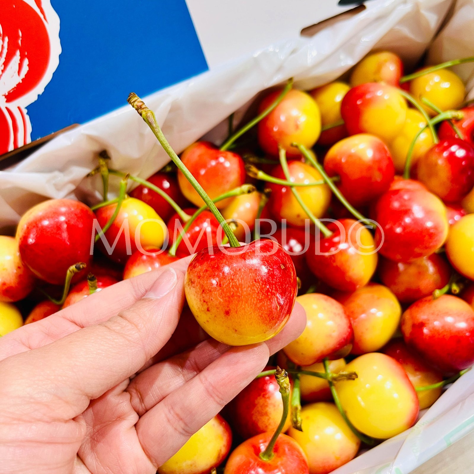 Suncrest Orchards Ferrador White Cherry Gift Box (2kg) - Image 4