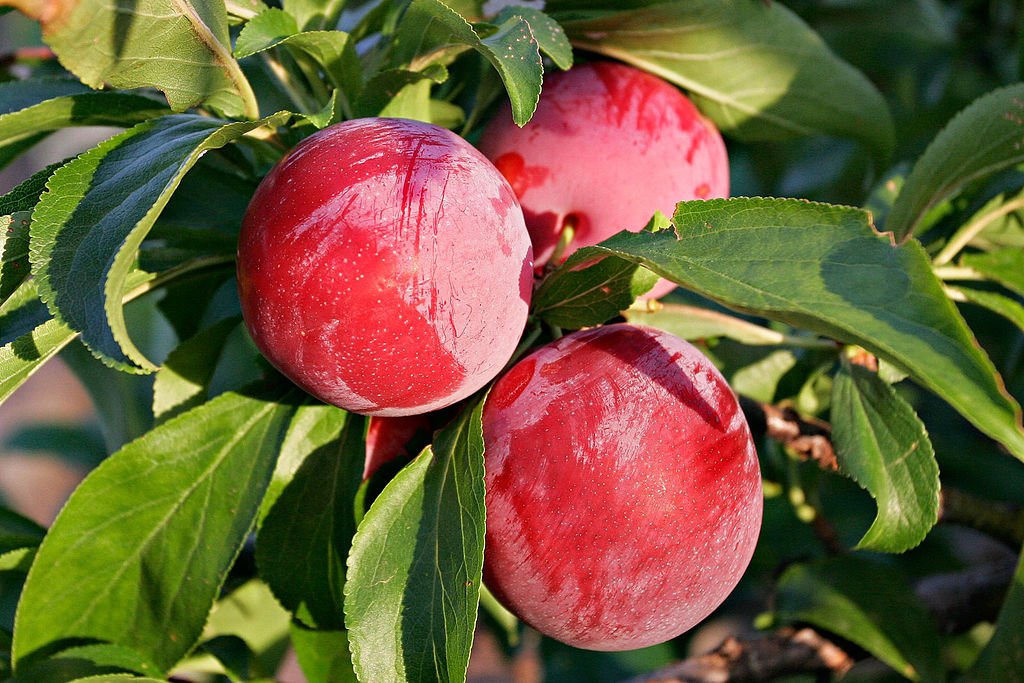 Red Gold Plum (3pcs) - Image 2