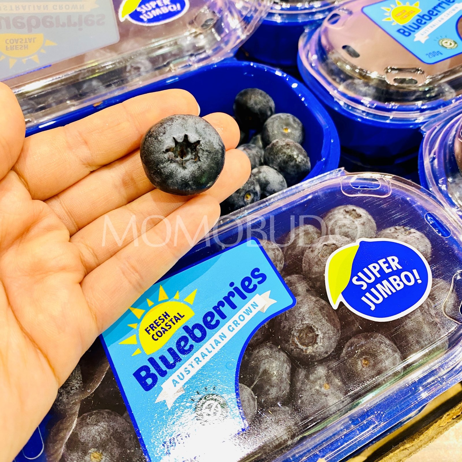 Super Jumbo Fresh Coastal Blueberry (200g) - Image 2
