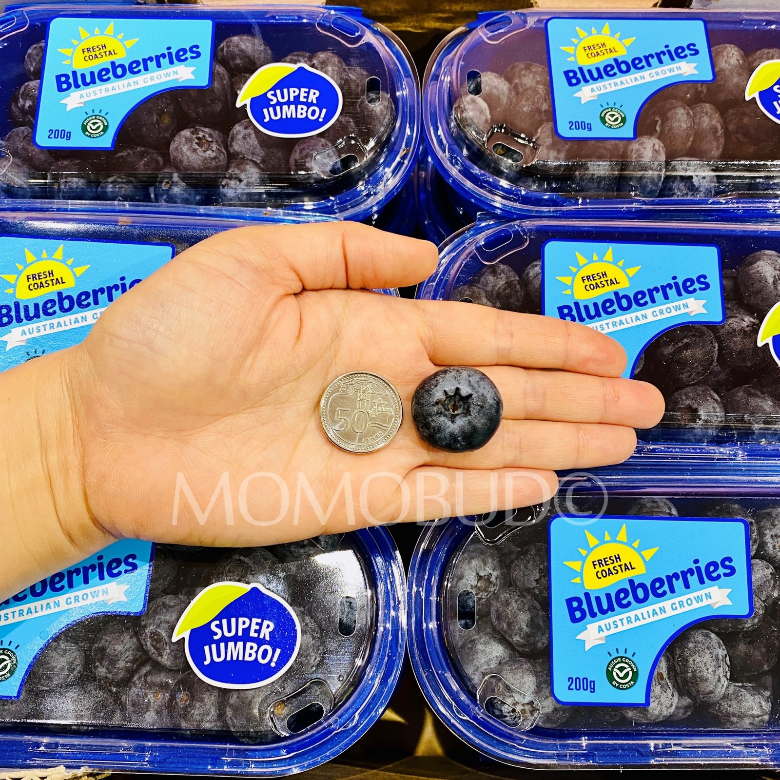 Super Jumbo Fresh Coastal Blueberry (200g) - Image 4