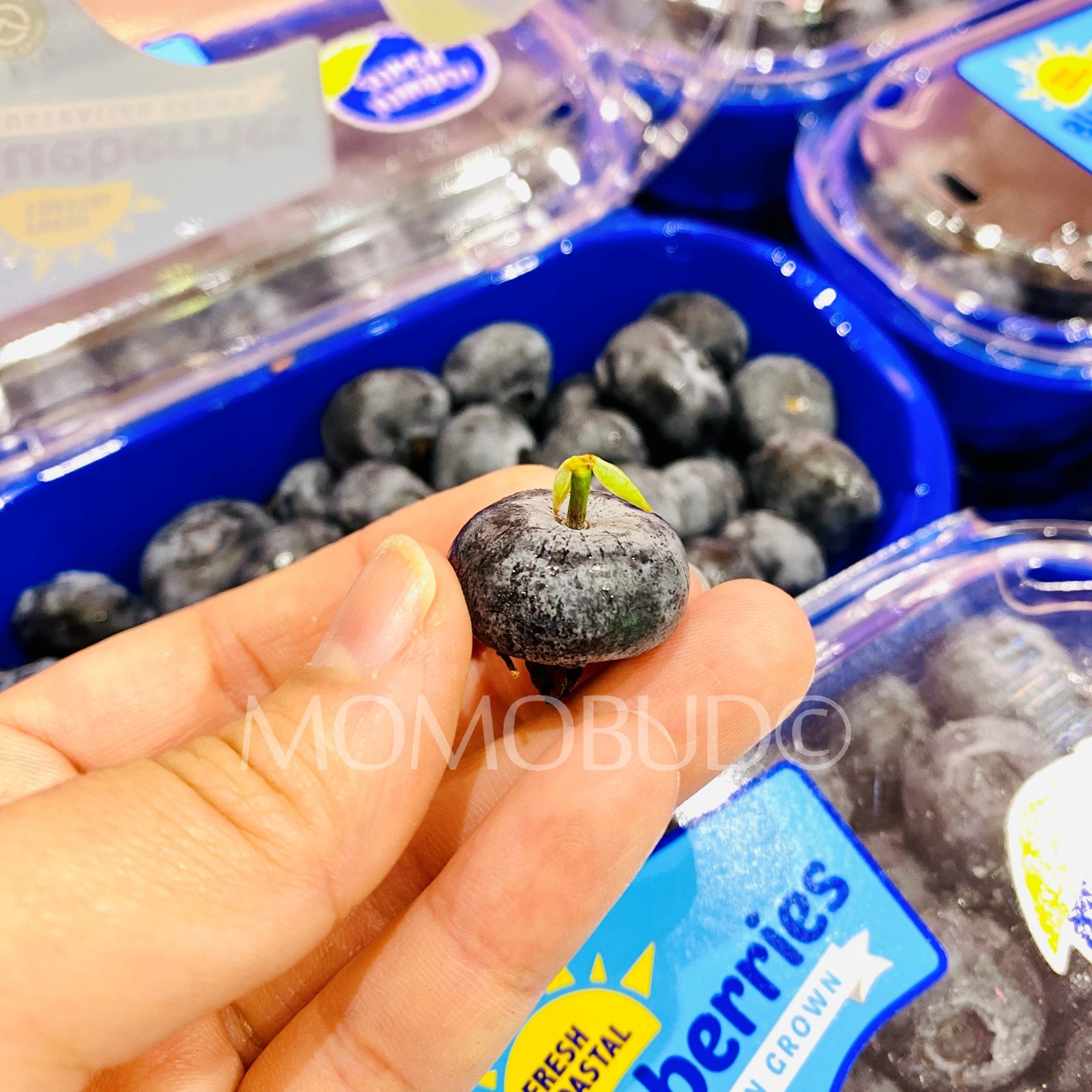 Super Jumbo Fresh Coastal Blueberry (200g) - Image 3