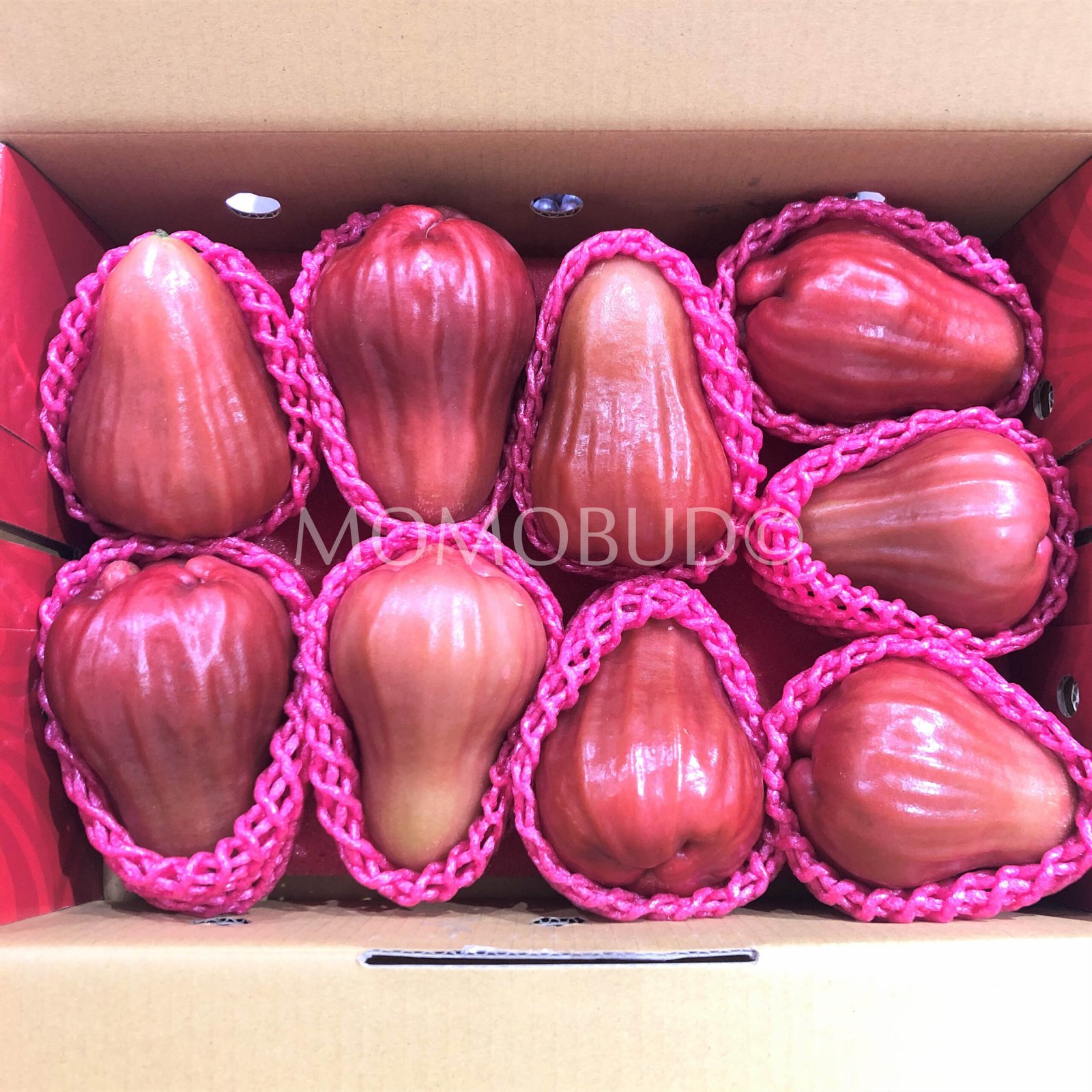Taiwan Water Rose Apple (Jambu) Gift Set - Image 2