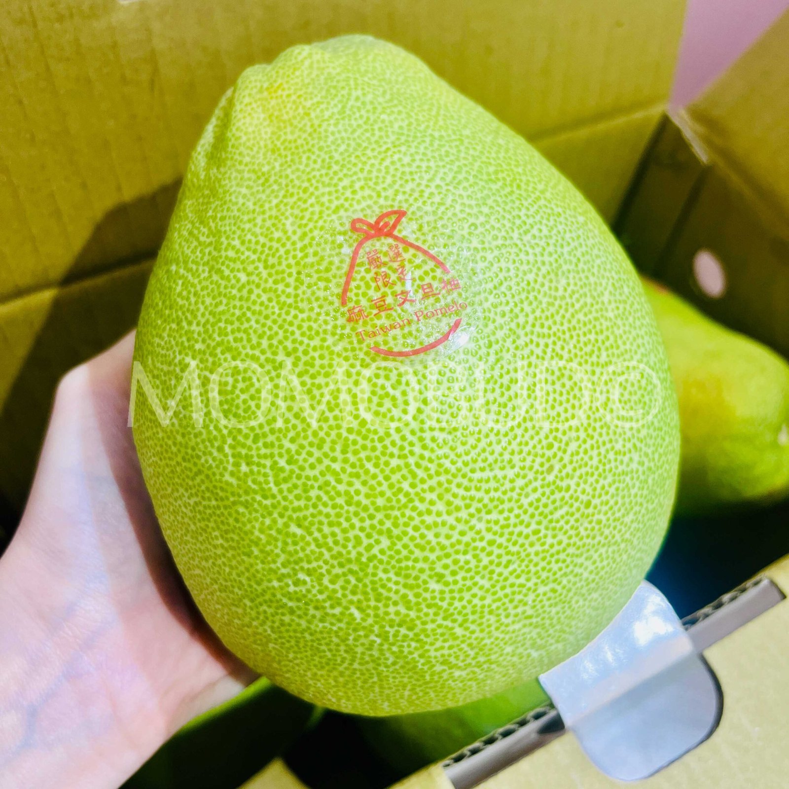 *Mid-Autumn Special* Taiwan Madou Wendan Pomelo - Image 2