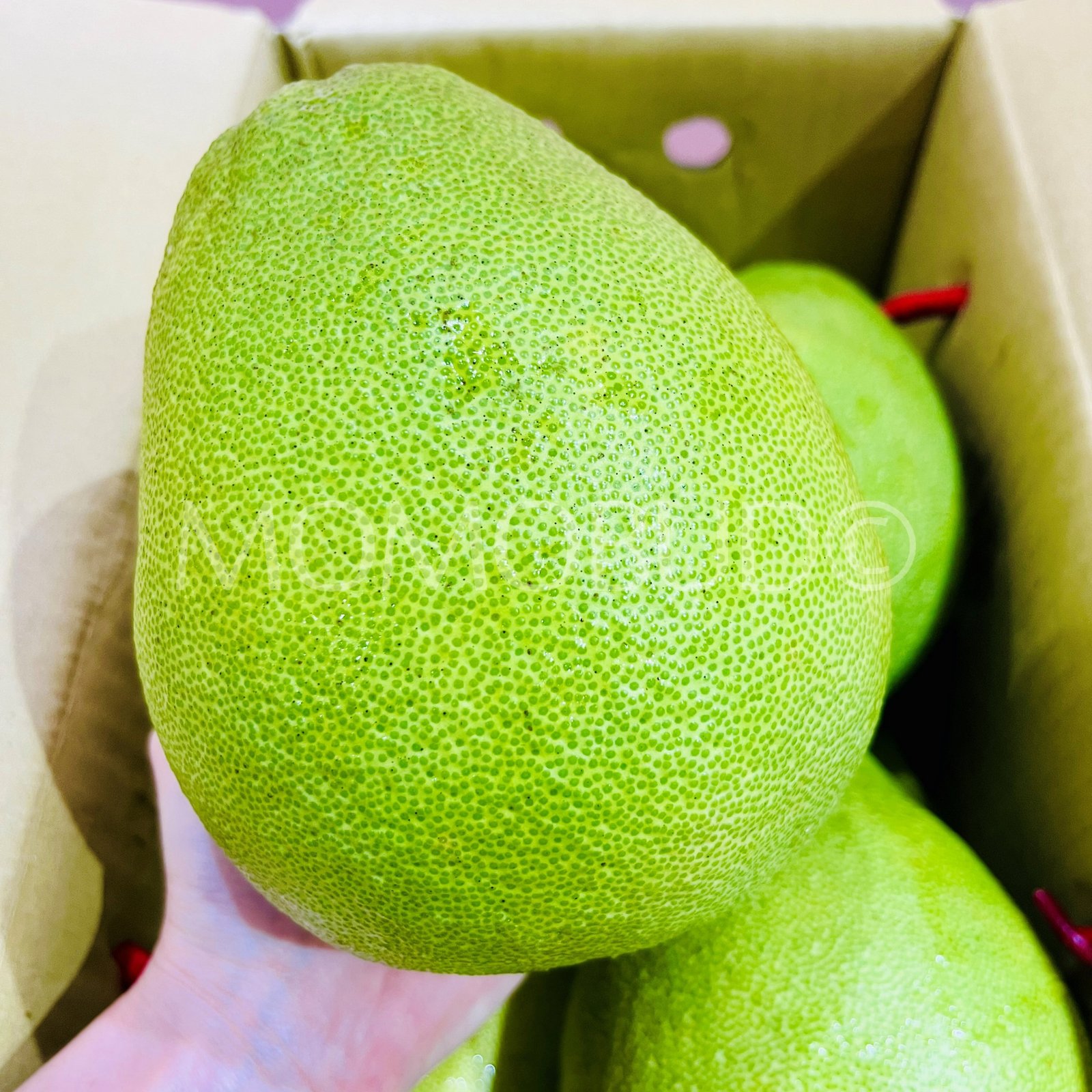 *Mid-Autumn Special* Taiwan Old Tree Madou Wendan Pomelo - Image 4