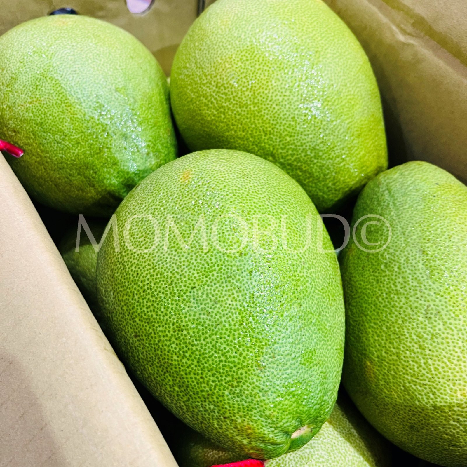 *Mid-Autumn Special* Taiwan Old Tree Madou Wendan Pomelo - Image 3