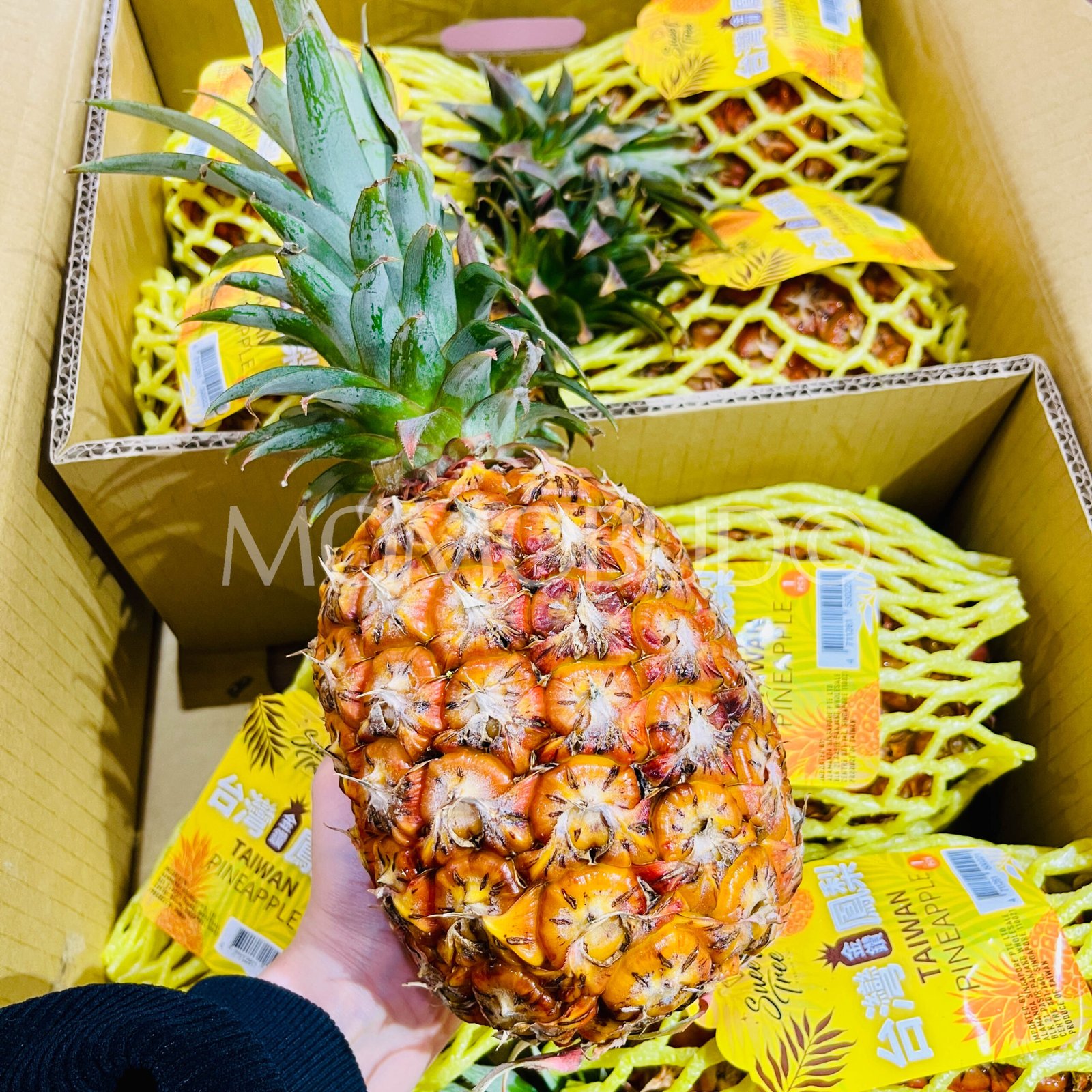 Taiwan Golden Diamond Pineapple - Image 2