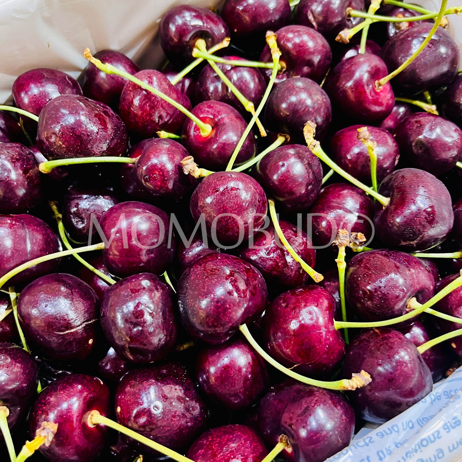 Premium B.W. Griggs & Sons Staccato Red Cherry - Image 3
