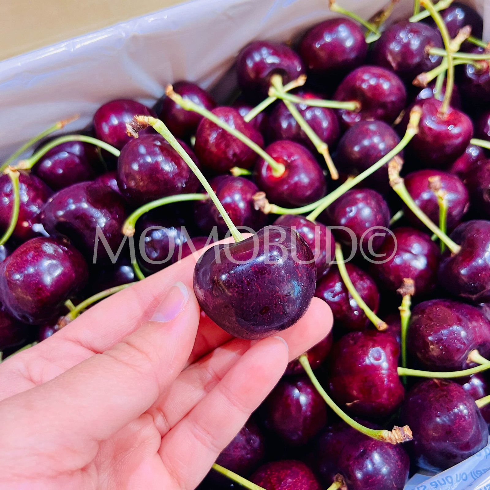 Premium B.W. Griggs & Sons Staccato Red Cherry - Image 4