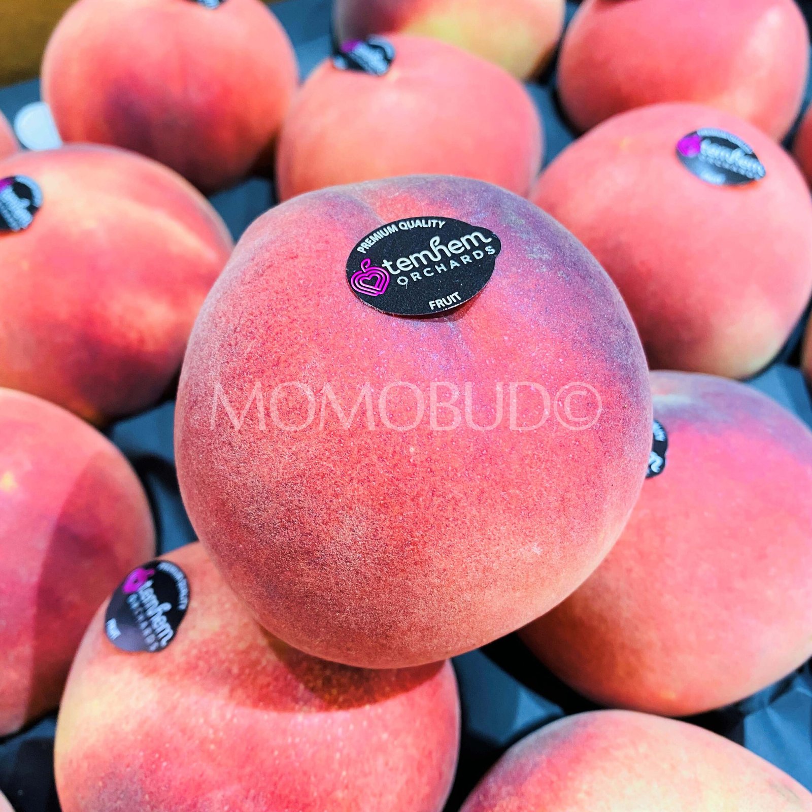 Temhem Orchards White Peach - Image 2
