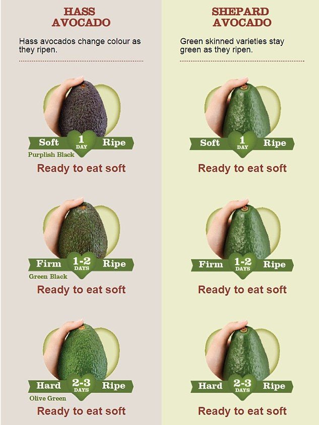 Australian Hass Avocado - Image 4