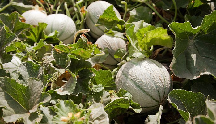 Philibon Charentais Jaune Melon (Small-Plus) - Image 3