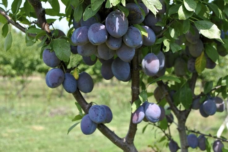 D’Agen Mini Sugar Plum - Image 2