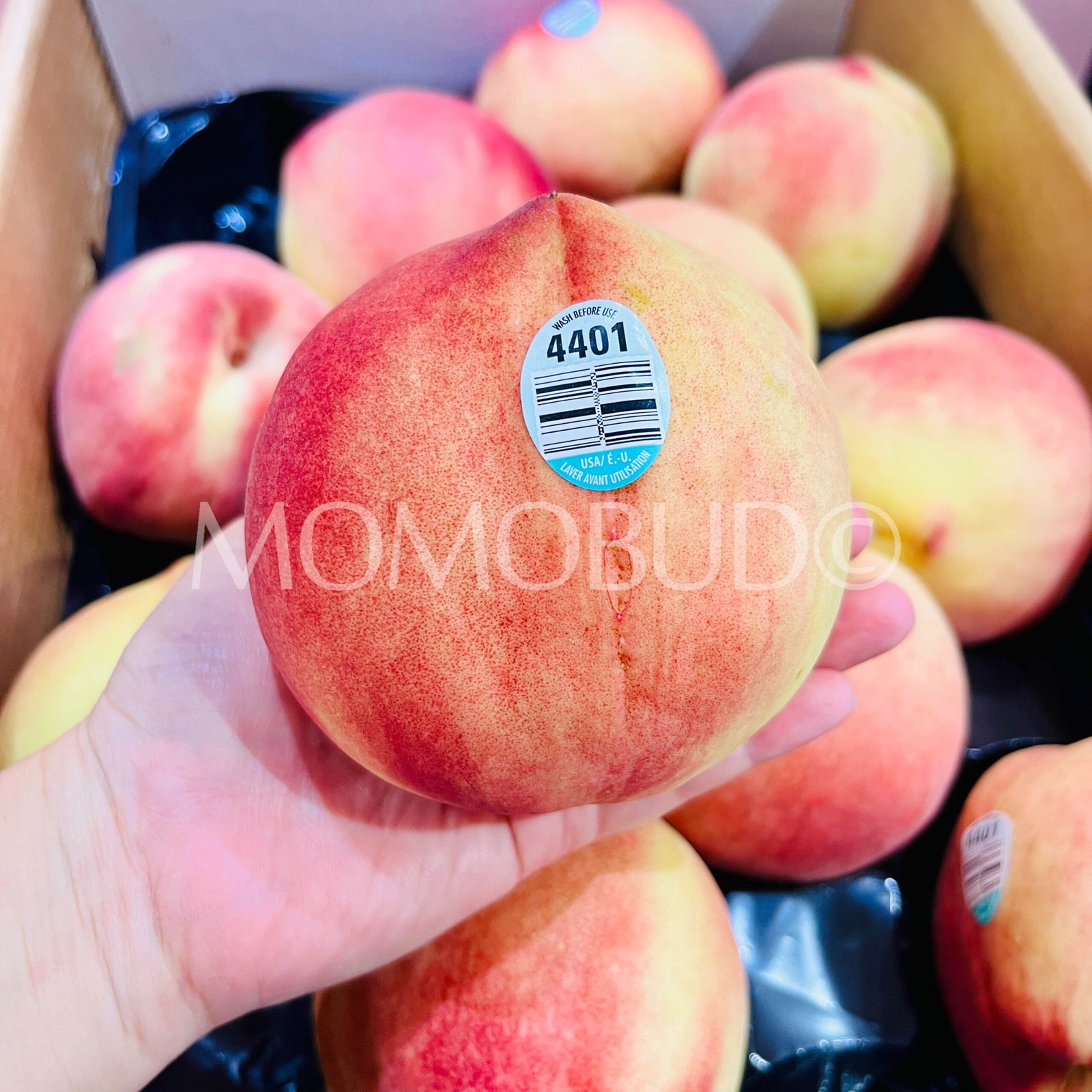 Pearl Princess White Peach (Medium) - Image 4
