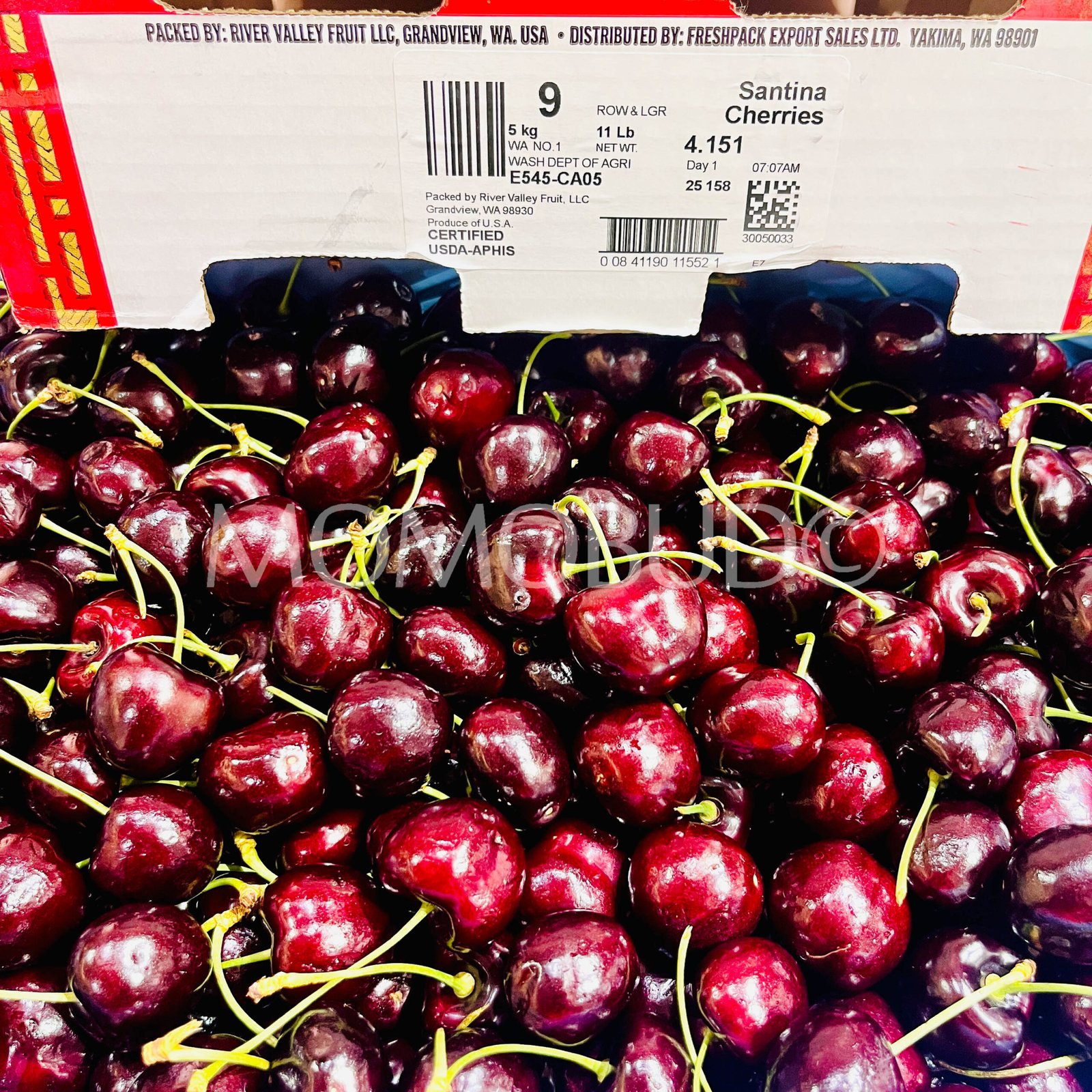 Washington Santina Red Cherry - Image 2
