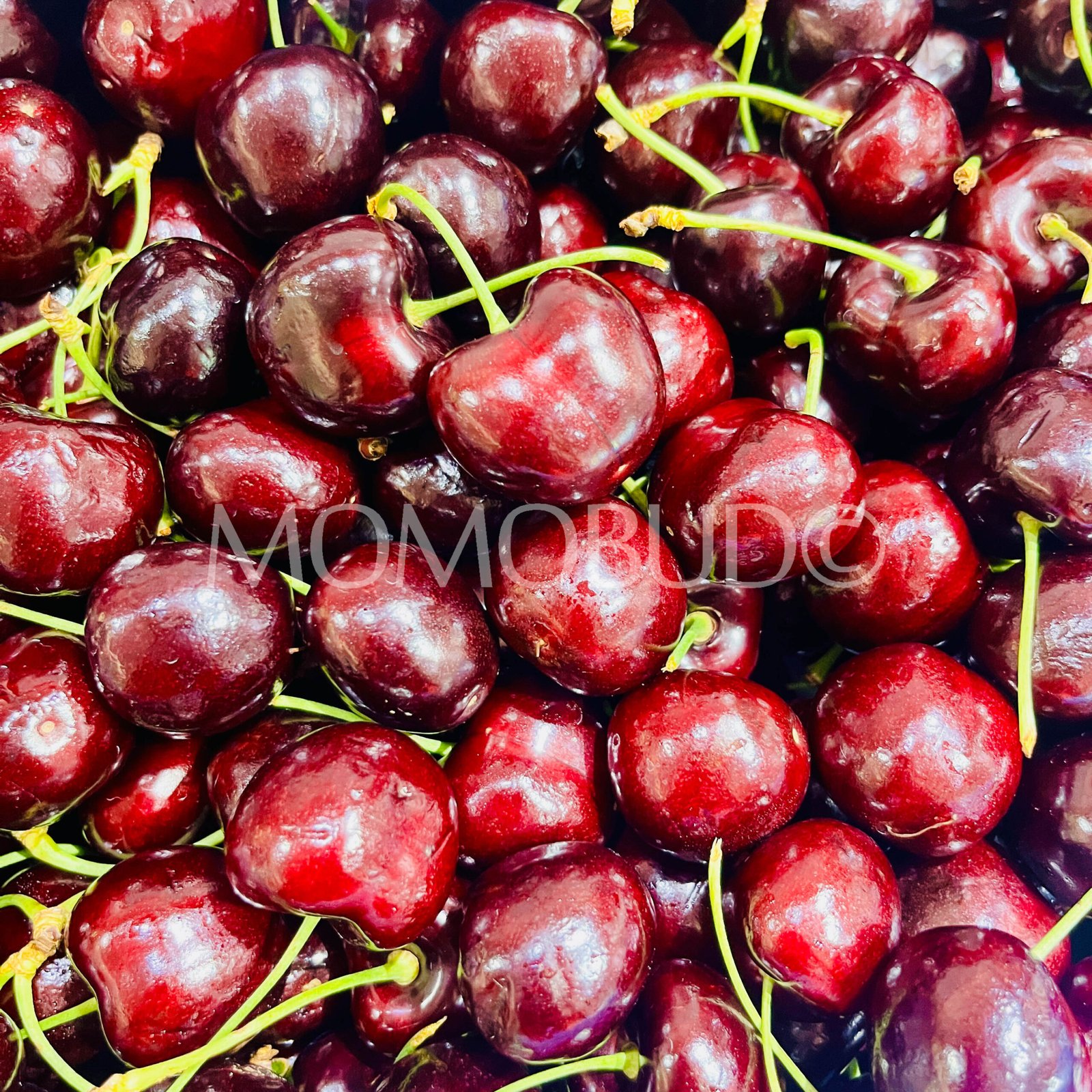 Washington Santina Red Cherry - Image 3