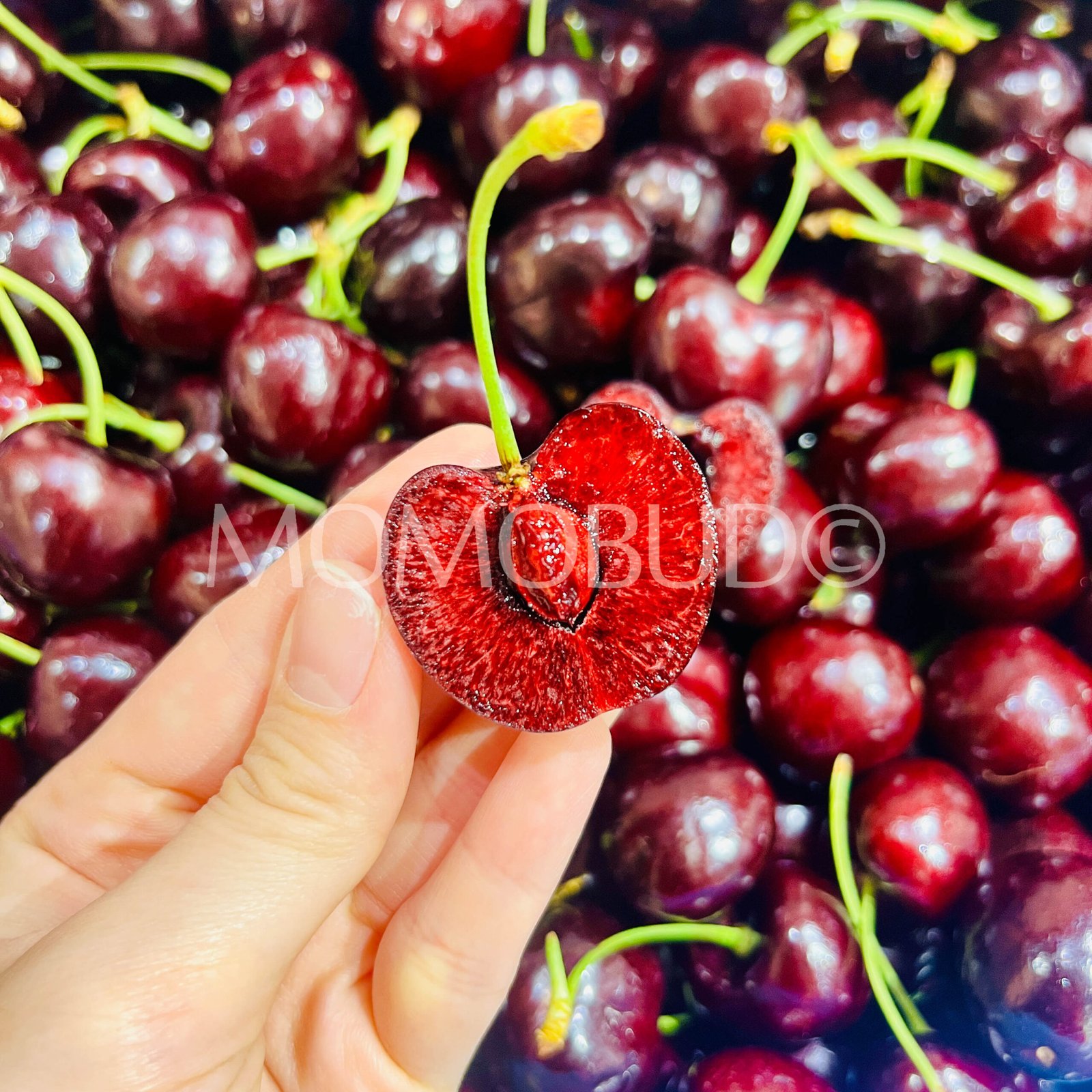 Washington Santina Red Cherry - Image 6