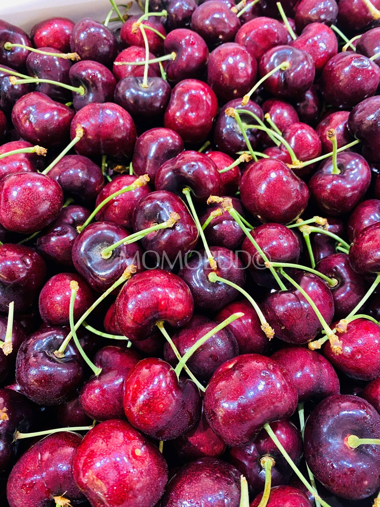 Washington Skeena Red Cherry - Image 3