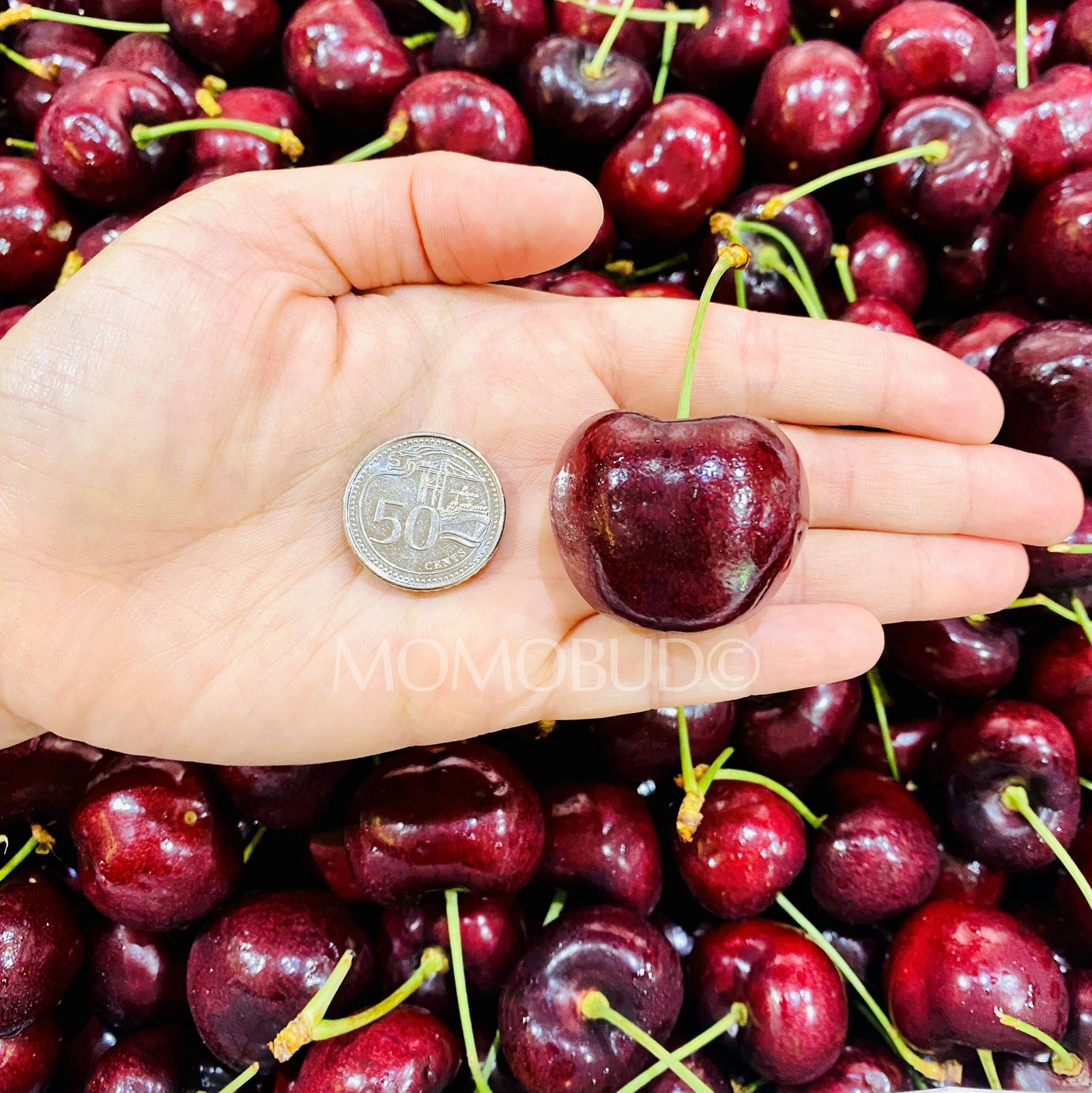 Washington Skeena Red Cherry - Image 5