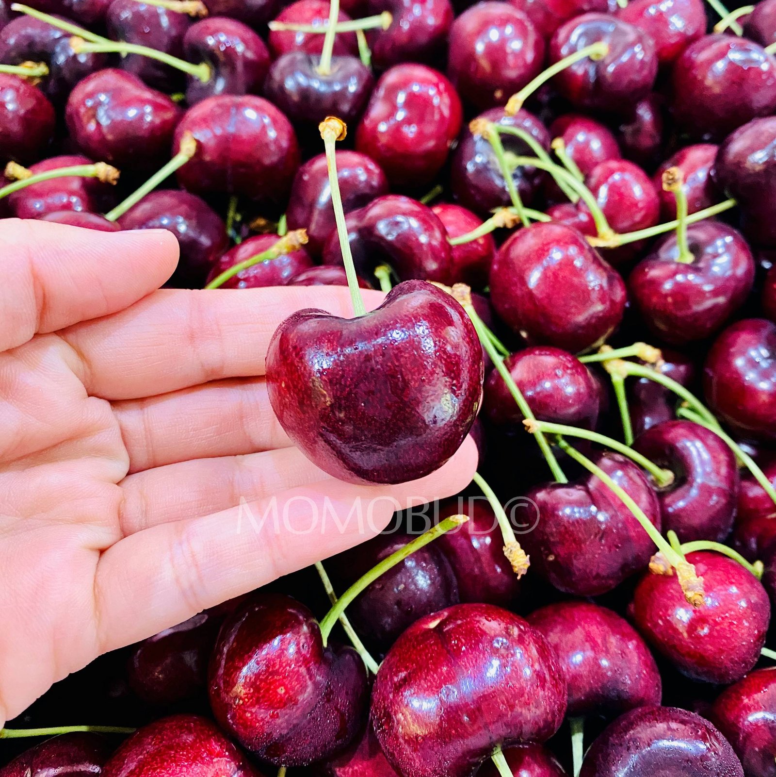 Washington Skeena Red Cherry - Image 4