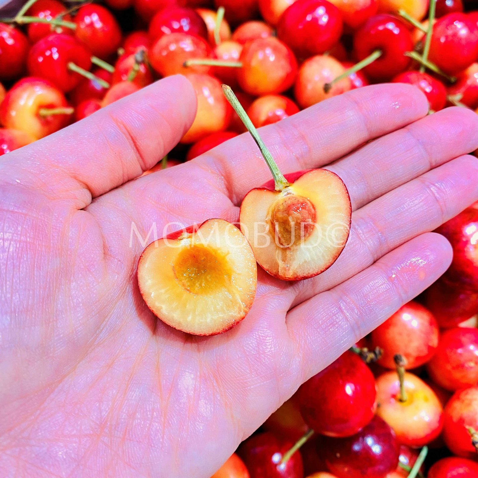 Washington Rainier Cherry - Image 3