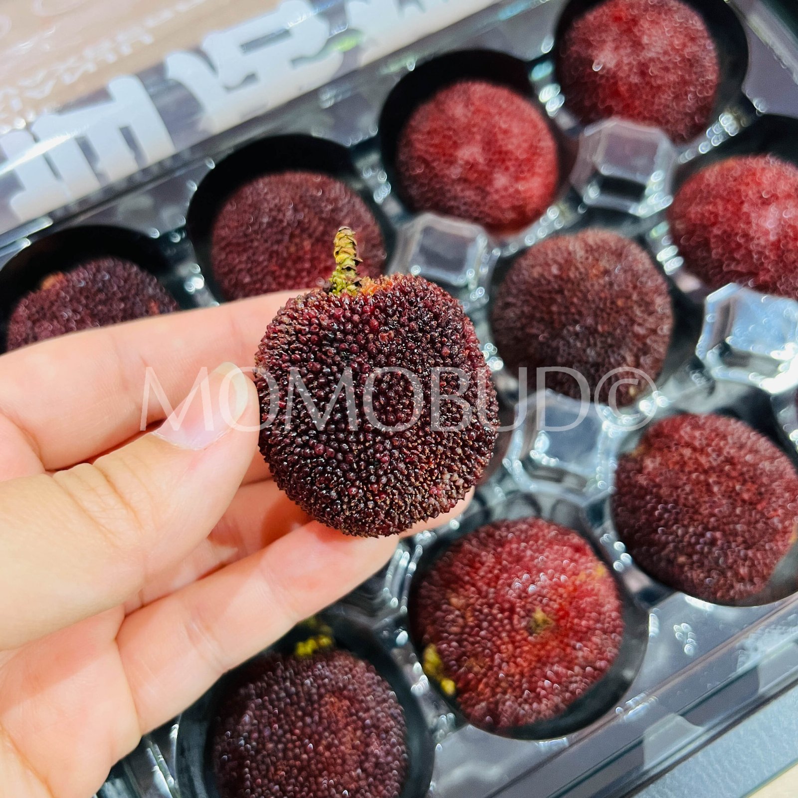 Premium Zhejiang Xianju Waxberry (XL 300g, 12pcs) - Image 5