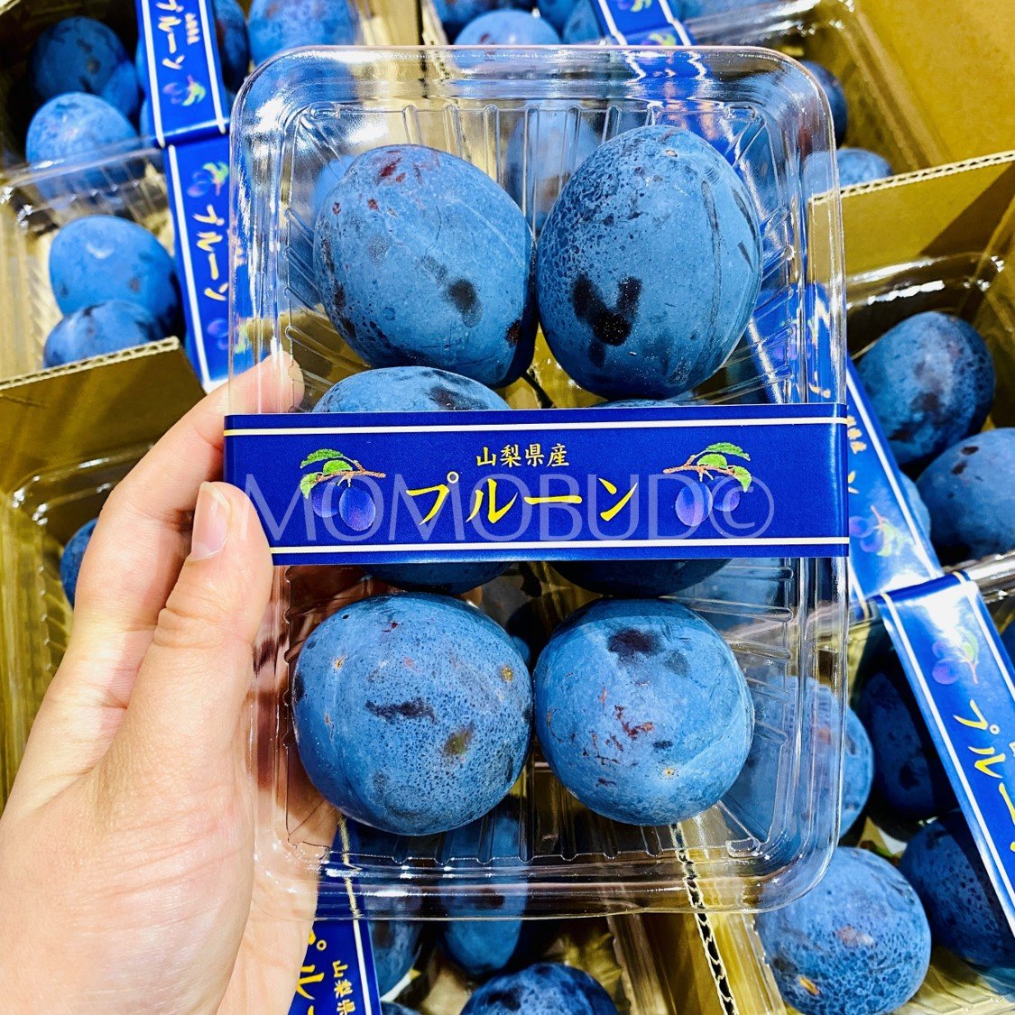 Japanese Sukou Sugar Prune (400g punnet) - Image 3