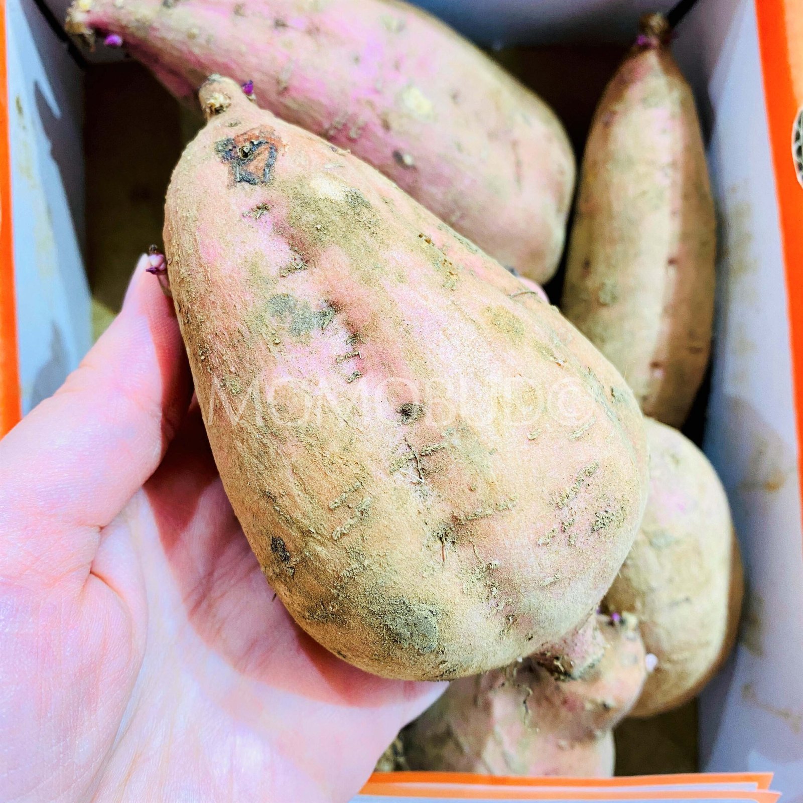 Japanese Kobo no Megumi Annou Golden Satsumaimo Gift Box (Sweet Potato) - Image 5