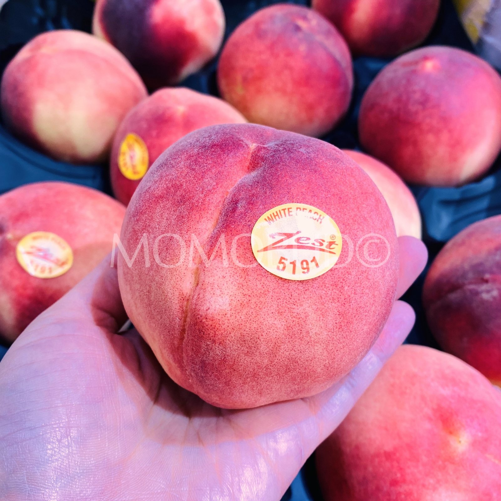 Zest® Australian Snow Princess White Peach (Large) - Image 3