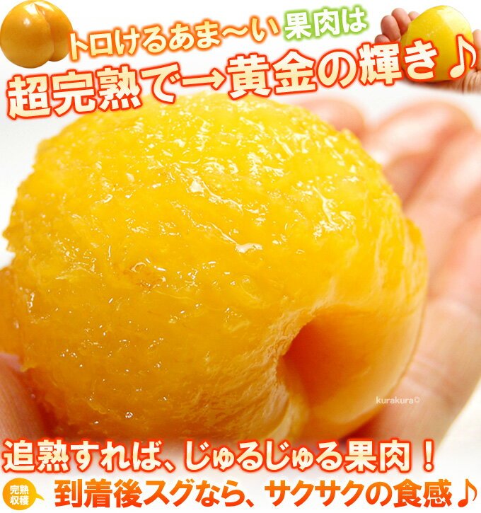 Japanese Homaniero Plum (Medium-Plus) - Image 11