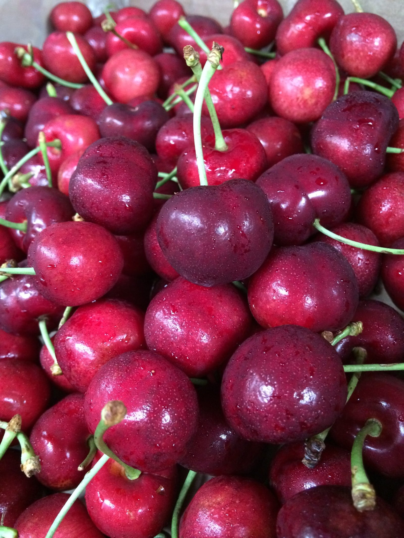 Bing Red Cherry - Image 2