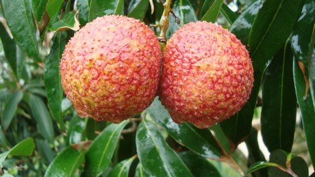 Premium Seedless Lychee - Image 4